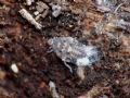 Cixidia sp.